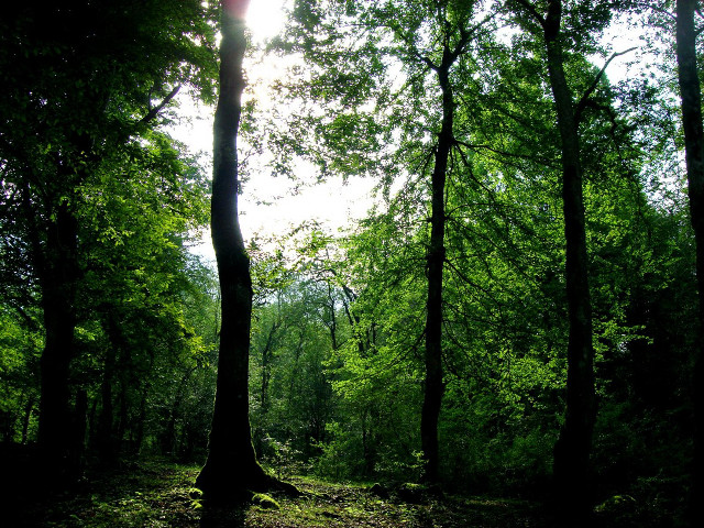 Forest bench sunlight trees night free wallpaper for desktop - medium preview image