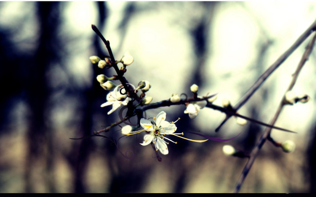 Branch white flowers forest no #2 free wallpaper for desktop - medium preview image