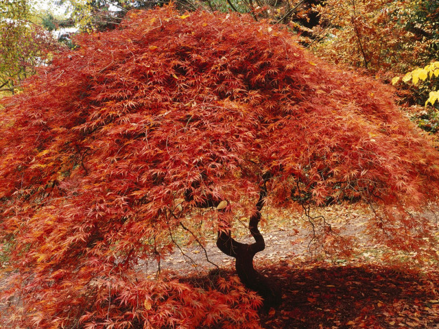 Tree red leaves park bench #3 free wallpaper for desktop - medium preview image