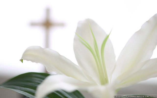 White flower cross blurry background free wallpaper for desktop - medium preview image