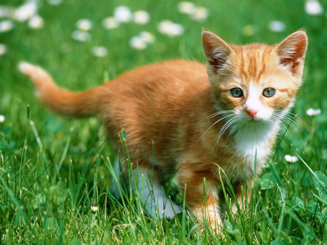 Kitten walking field grass flowers #2 free wallpaper for desktop - medium preview image