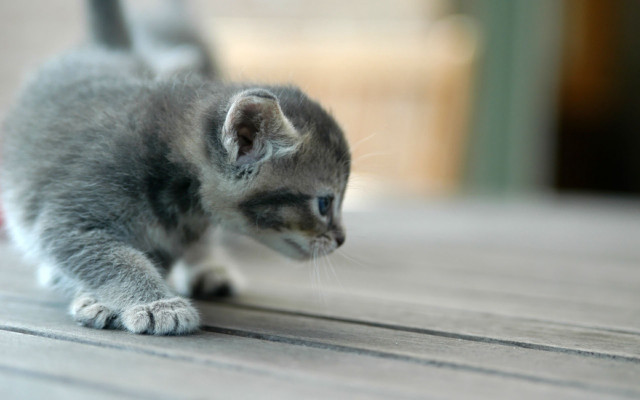 Small kitten playing toy floor #2 free wallpaper for desktop - medium preview image