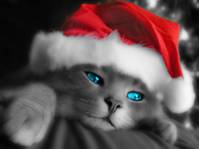 Blue eyes cat santa hat free wallpaper for desktop - medium preview image