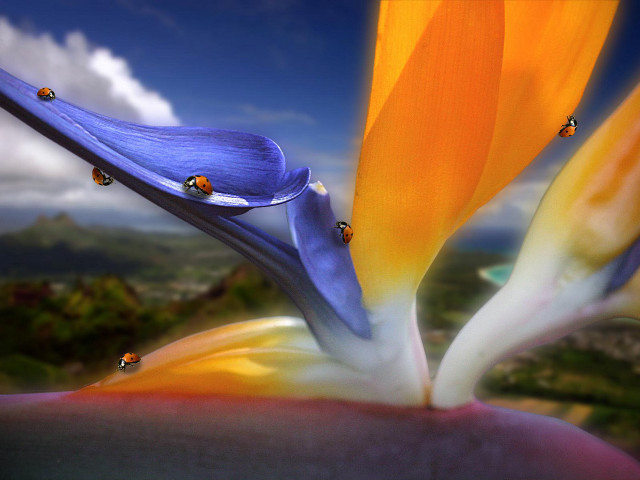 Flower ladybugs petals sky background #3 free wallpaper for desktop - medium preview image