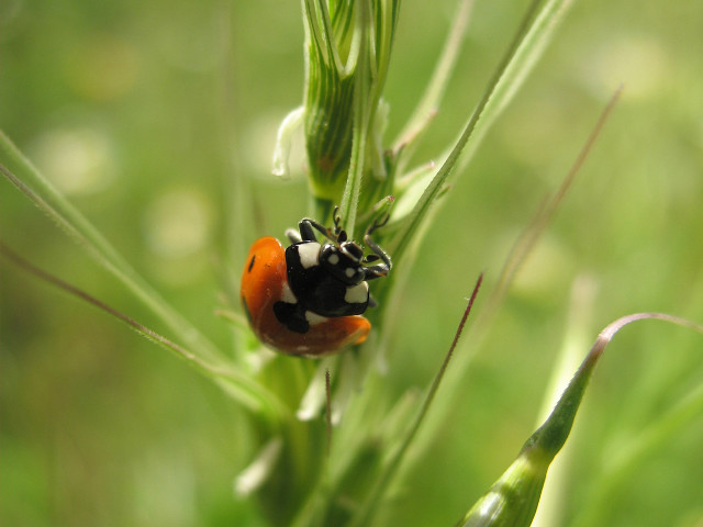 Ladybug green plant field grass free wallpaper for desktop - medium preview image