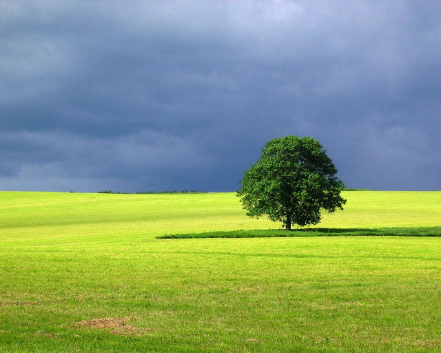 Lone tree green field stormy free wallpaper for desktop - medium preview image