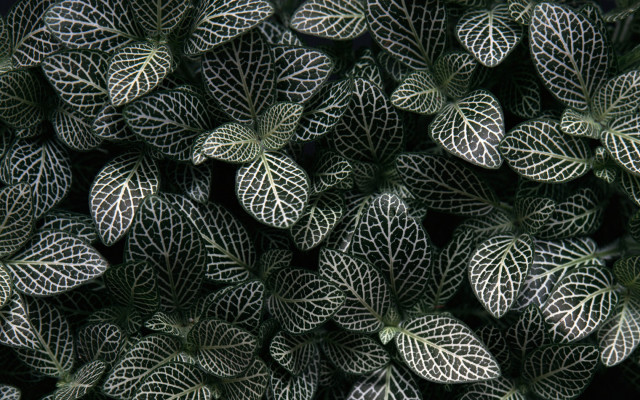 Green white leaves black background #3 free wallpaper for desktop - medium preview image