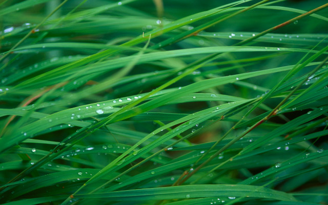 Water droplets grass leaves macro free wallpaper for desktop - medium preview image