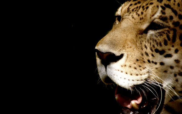 Leopard closeup open mouth teeth #2 free wallpaper for desktop - medium preview image