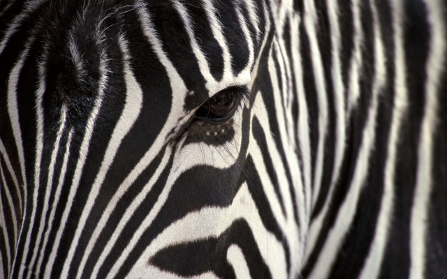 Zebra face closeup blurry background free wallpaper for desktop - medium preview image
