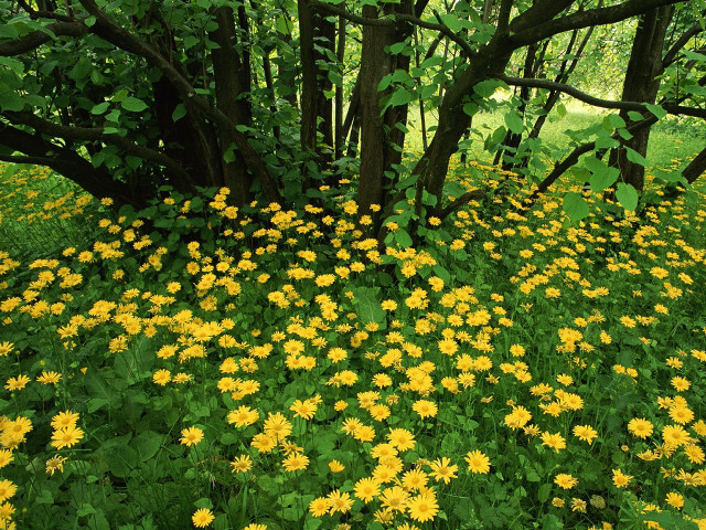 Yellow flowers forest bench field free wallpaper for desktop - medium preview image