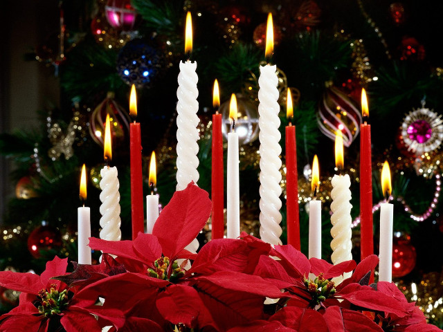 Candles vase poinsettis christmas tree free wallpaper for desktop - medium preview image
