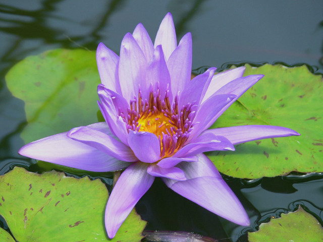 Purple flower floating pond water free wallpaper for desktop - medium preview image