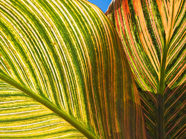 Green leaf blue sky macro #9 free wallpaper for desktop - medium preview image