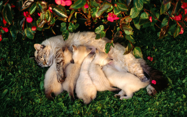 Cat laying back grass babies #2 free wallpaper for desktop - medium preview image