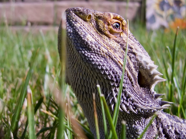 Lizard closeup grass mouth open free wallpaper for desktop - medium preview image