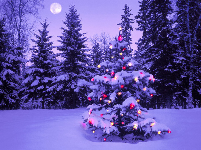 Christmas tree snow full moon #4 free wallpaper for desktop - medium preview image