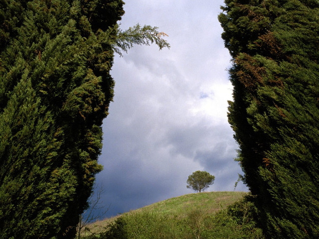 Tree lined road lone tree free wallpaper for desktop - medium preview image