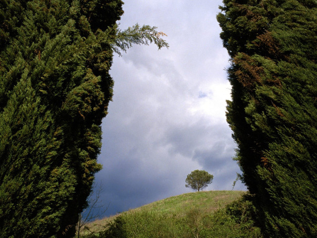 Tree lined road lone tree #3 free wallpaper for desktop - medium preview image