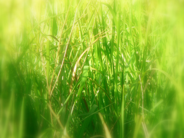 Blurry grass sun background nature #6 free wallpaper for desktop - medium preview image