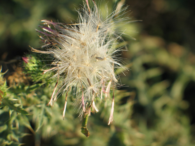 Dandelion closeup leaves background blurry #2 free wallpaper for desktop - medium preview image