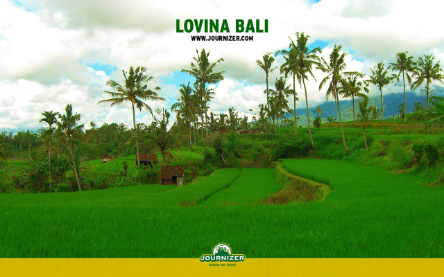 Lush green field palm trees #4 free wallpaper for desktop - medium preview image