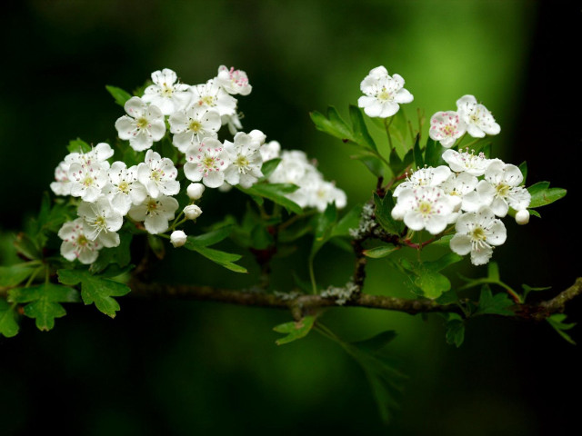 Branch white flowers green leaves #10 free wallpaper for desktop - medium preview image