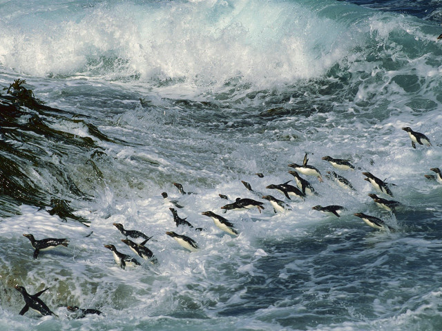 Flock birds ocean wave crashing #2 free wallpaper for desktop - medium preview image