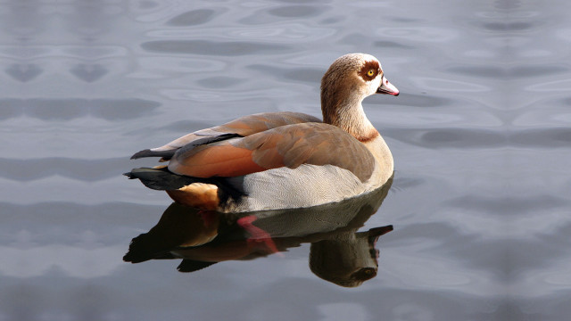 Duck floating reflection water gray free wallpaper for desktop - medium preview image