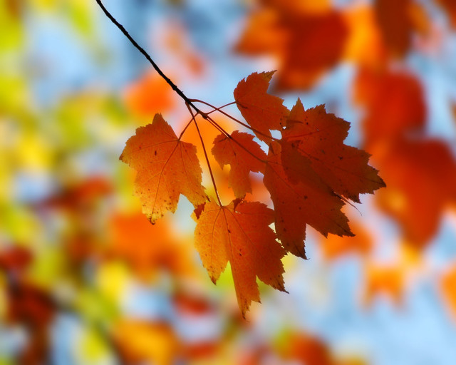 Leaf hanging branch sky autumn free wallpaper for desktop - medium preview image