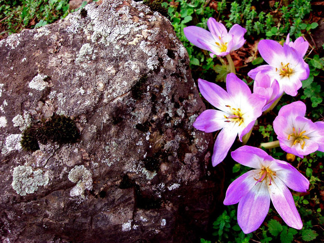 Rock flowers moss rock moss #2 free wallpaper for desktop - medium preview image