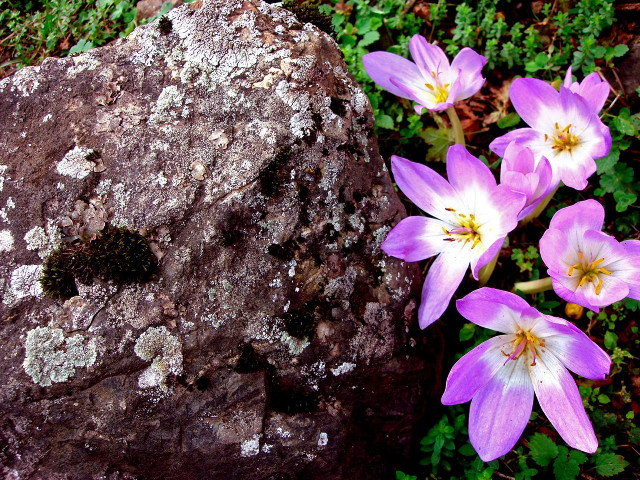 Rock flowers moss rock moss free wallpaper for desktop - medium preview image