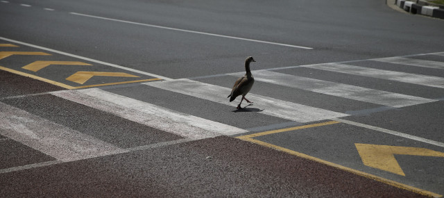 Bird walking street yellow arrow free wallpaper for desktop - medium preview image