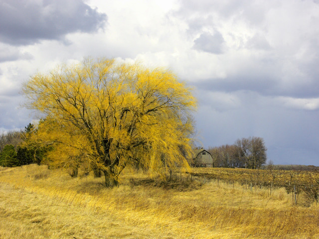 Tree yellow leaves field barn free wallpaper for desktop - medium preview image