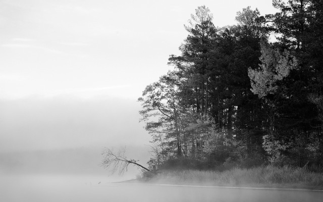 Foggy lake trees foreground fallen free wallpaper for desktop - medium preview image