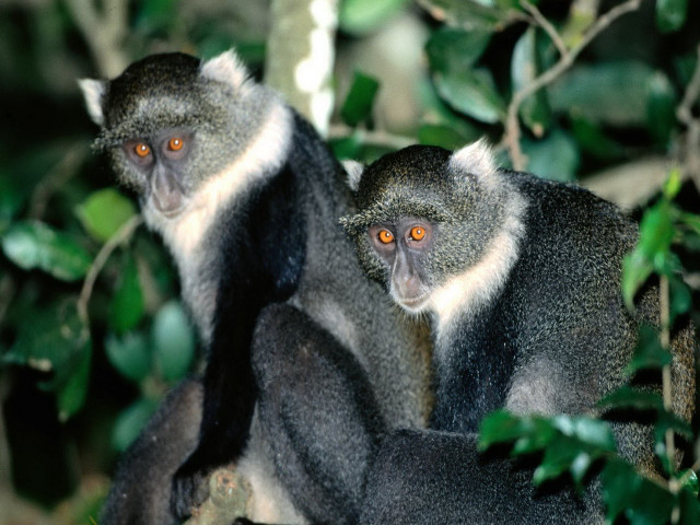 Monkeys tree orange eyes looking free wallpaper for desktop - medium preview image