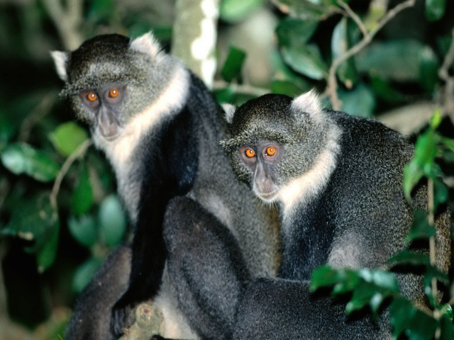 Monkeys tree orange eyes looking #4 free wallpaper for desktop - medium preview image