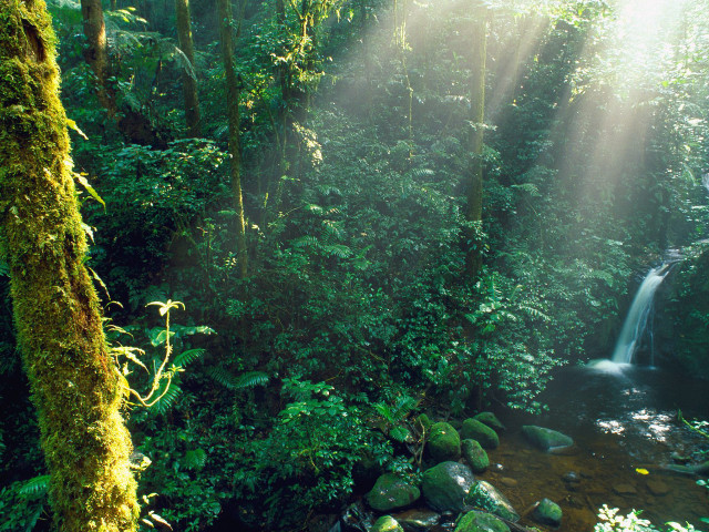 Stream forest waterfall sunbeams trees #2 free wallpaper for desktop - medium preview image