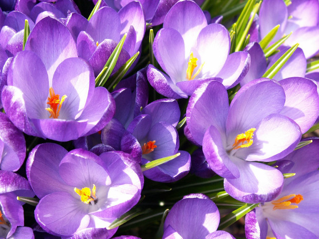 Purple flowers yellow centers green #2 free wallpaper for desktop - medium preview image