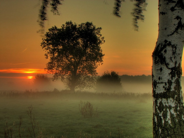 Foggy field tree sunset clouds #3 free wallpaper for desktop - medium preview image