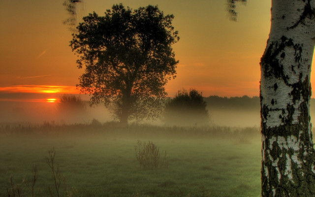Foggy field trees sunset clouds free wallpaper for desktop - medium preview image