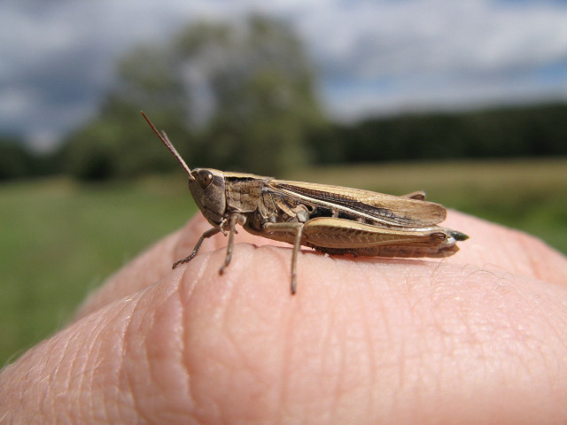 Hand bug finger field macro #2 free wallpaper for desktop - medium preview image