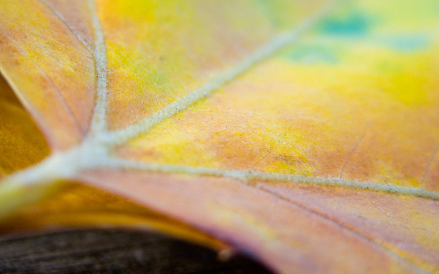 Yellow green leaf macro blurry #2 free wallpaper for desktop - medium preview image