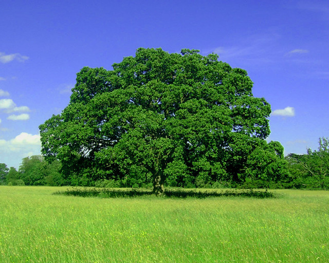 Large tree green grass blue free wallpaper for desktop - medium preview image