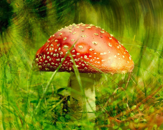 Red mushroom dew grass blurry free wallpaper for desktop - medium preview image