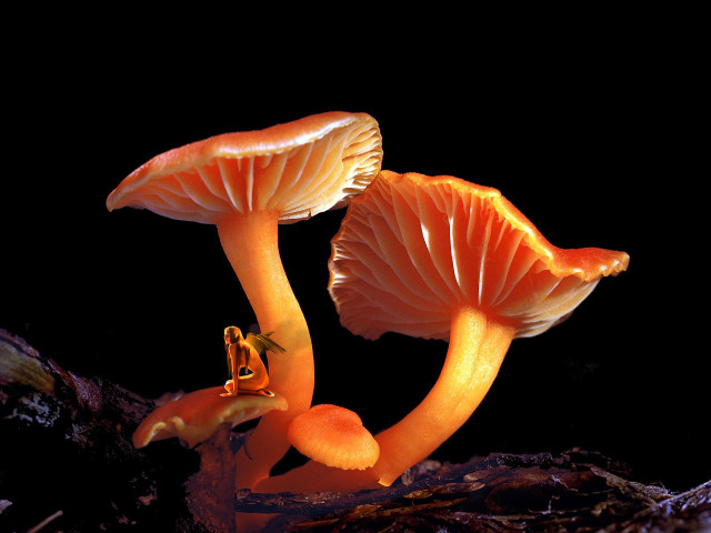 Two orange mushrooms rock together free wallpaper for desktop - medium preview image