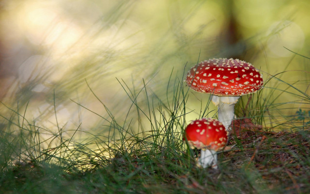 Mushrooms grass woods macro realism free wallpaper for desktop - medium preview image