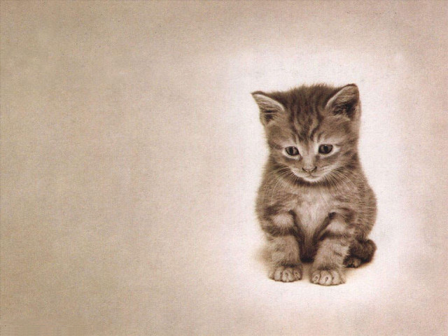 Kitten sitting white floor wall free wallpaper for desktop - medium preview image
