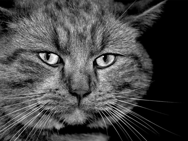 Cat face black white border #3 free wallpaper for desktop - medium preview image