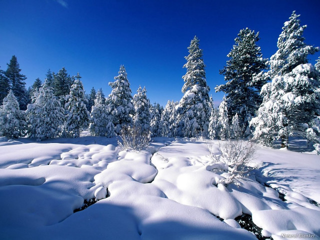 Snowy landscape trees bushes blue free wallpaper for desktop - medium preview image